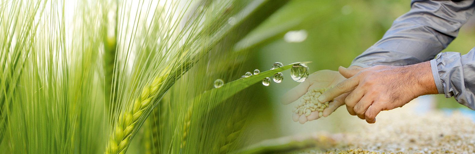Advanced rice moisture meter for accurate testing in agriculture labs.