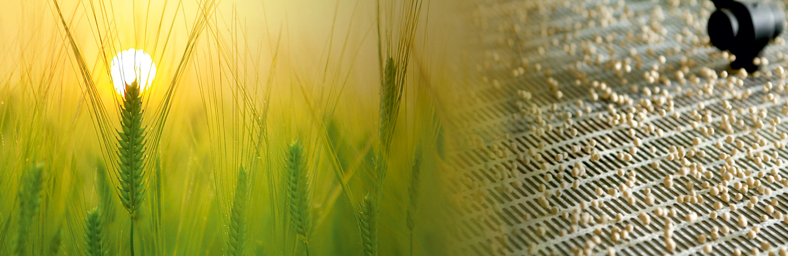 Advanced processing unit for accurate grain analysis with digital moisture meter.